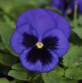 Pansy-Matrix Blue Blotch 6"