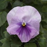 Pansy-Matrix Light Pink Shades 6 Pack