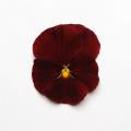 Pansy-Matrix Scarlet 6 Pack