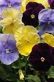 Pansy-Matrix Tricolor Mix 6 Pack
