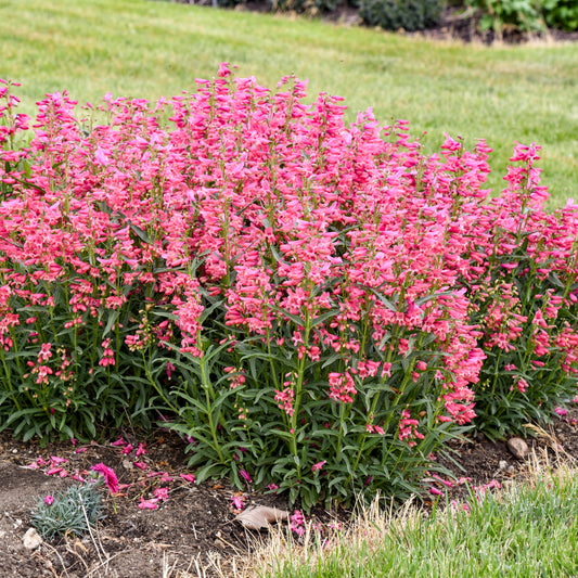 Penstemon-Pink Pearls 1C