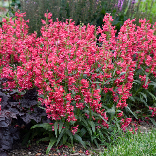 Penstemon-Rose Rhinestones 1C