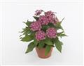 Pentas-Glitterati Red Star 4.3"