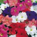 Petunia-Dreams Mix 6 Pack