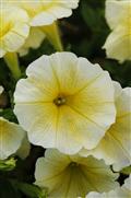 Petunia-E3 Easy Wave Yellow 6 Pack