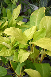 Philodendron-Malay Gold 7
