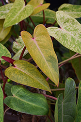 philodendron painted Philodendron-Painted Lady 6" – Country Arbors Nursery
