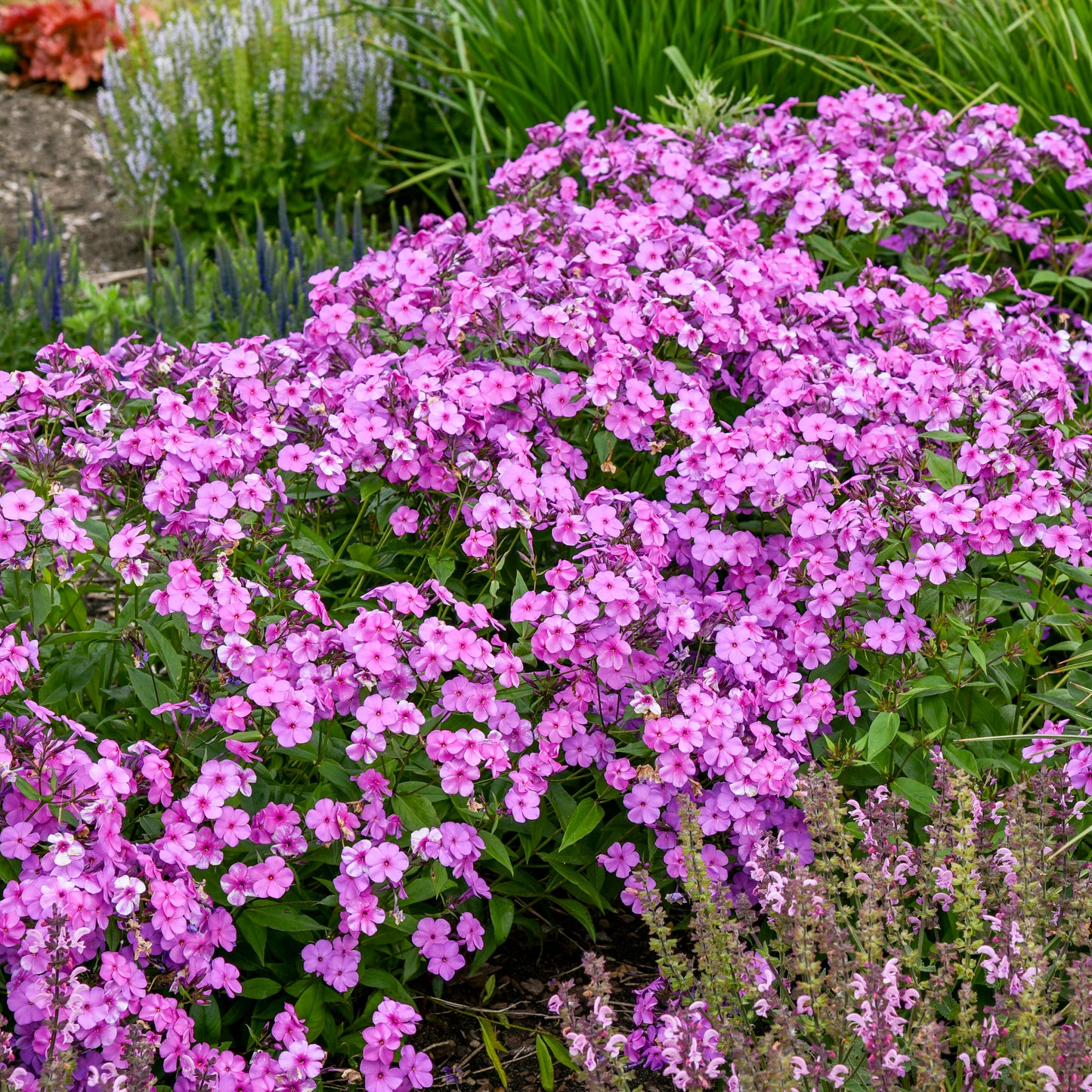 Phlox-Cloudburst 1C
