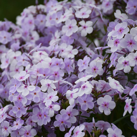 Phlox-Pink-a-Dot 1C