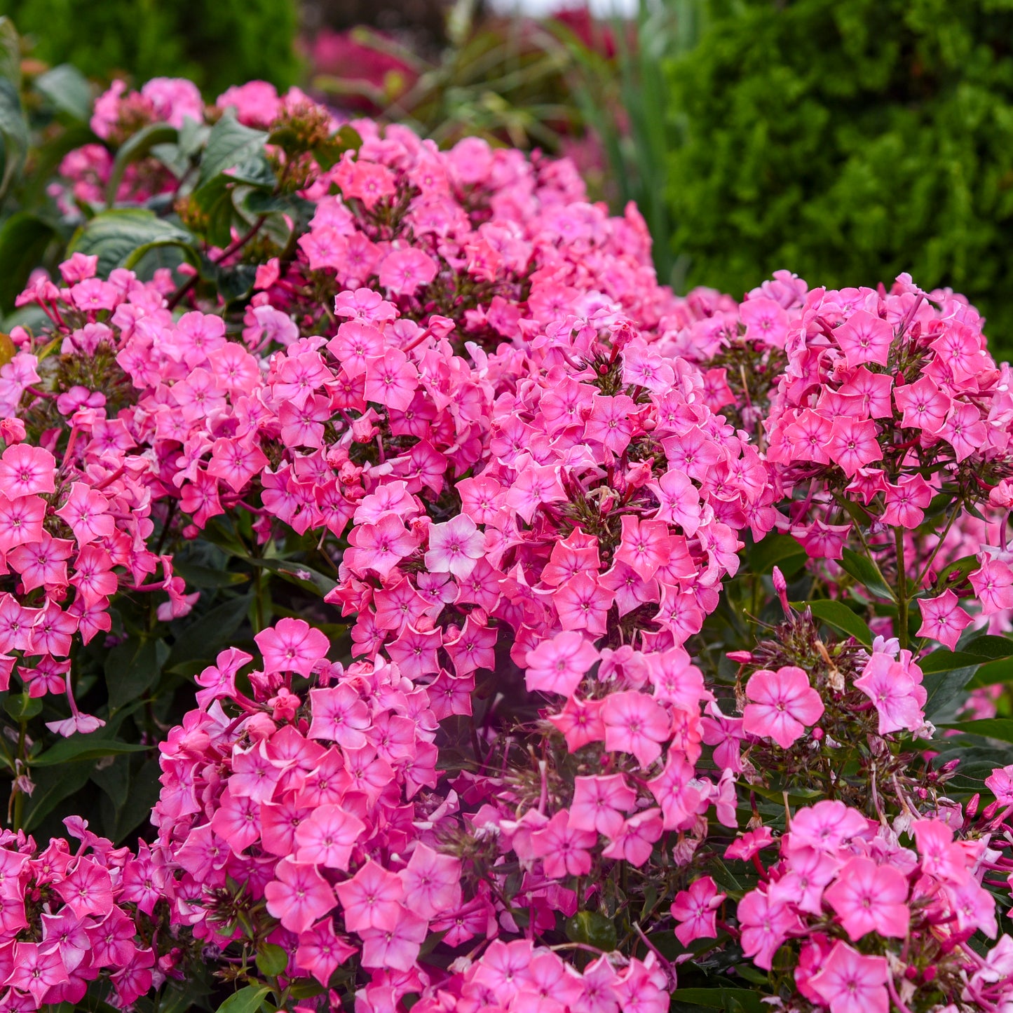 Phlox-Pink Lightning 1C