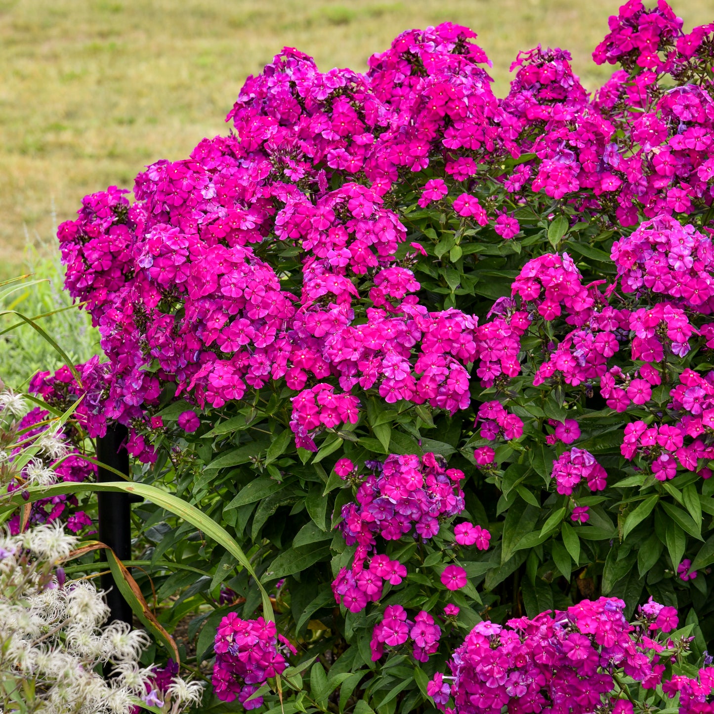 Phlox-Ultraviolet 1C