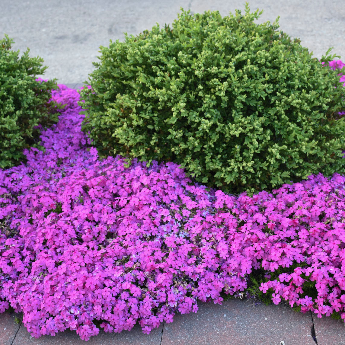 Phlox-Drummond's Pink 1C