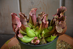 Pitcher Plant-Purple 3"