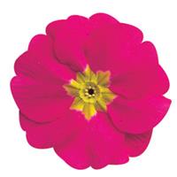 Primula-Danova Rose 4"