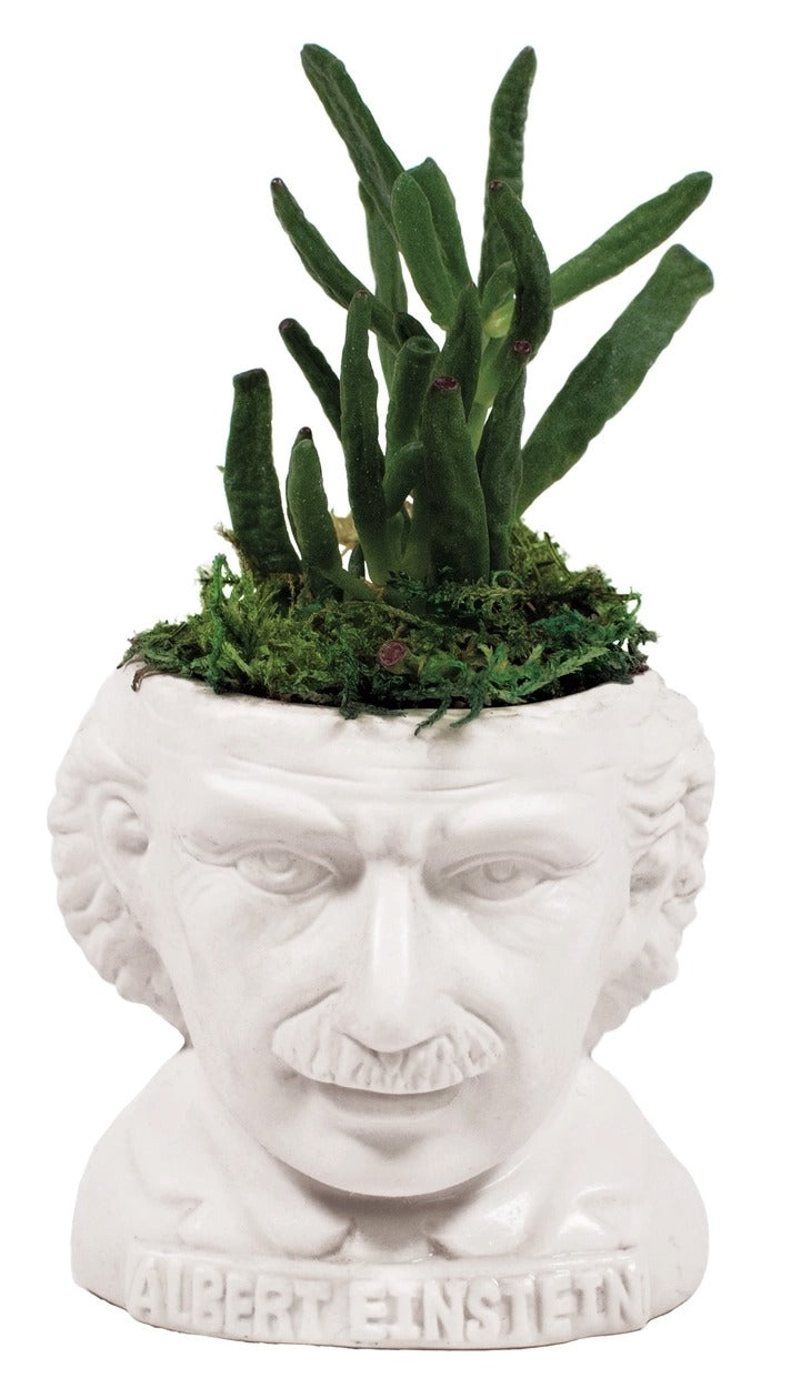 Planter-Albert Einstein