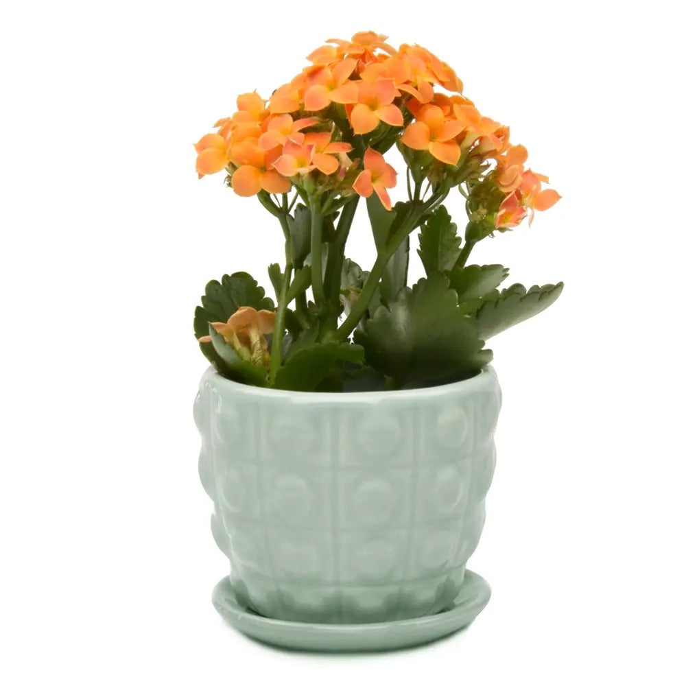 Planter-Convex Succulent Mint