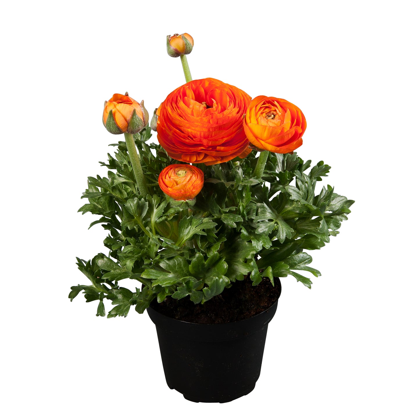 Ranunculus-Sprinkles Orange Qt