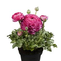 Ranunculus-Sprinkles Pink Qt