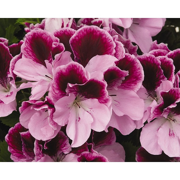 Geranium-Regal Elegance Purple Majesty 5.5"