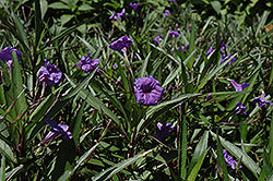 Ruellia-Purple Showers 10"