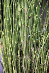 Rush-Horsetail 3.5"C