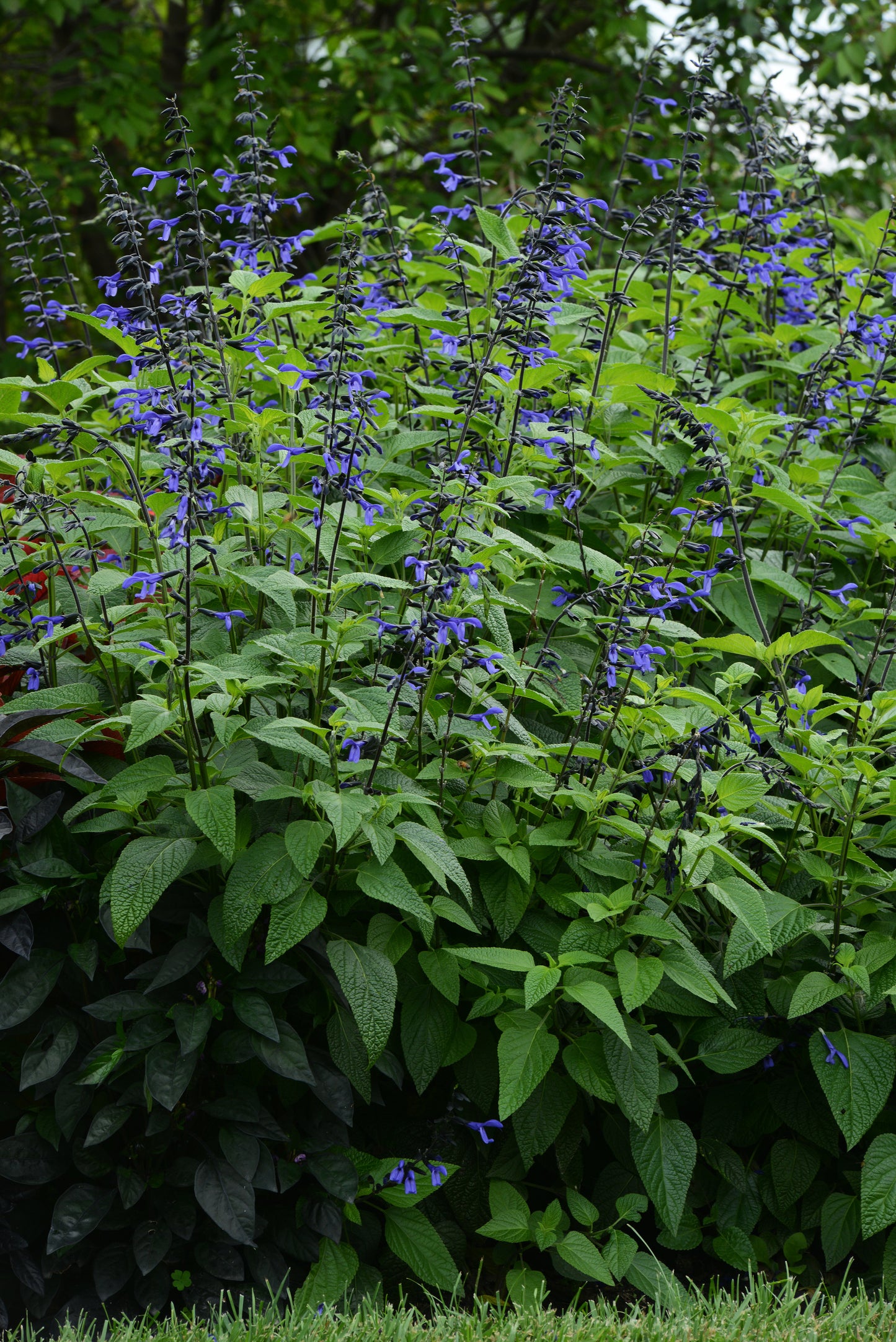 Salvia-Black & Bloom 4.3"