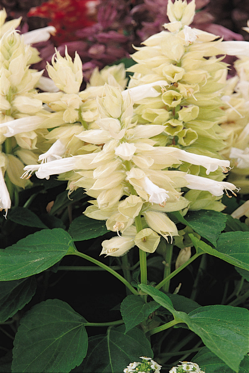 Salvia-Vista White 6 Pack