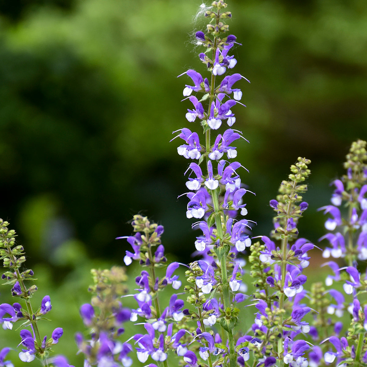 Salvia-Azure Snow 1C