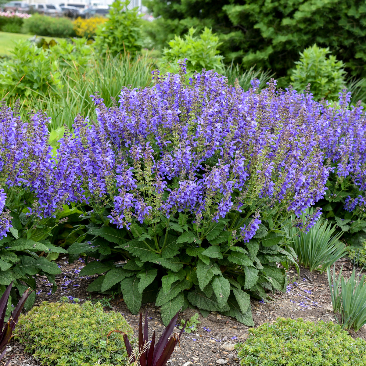 Salvia-Big Sky 1C