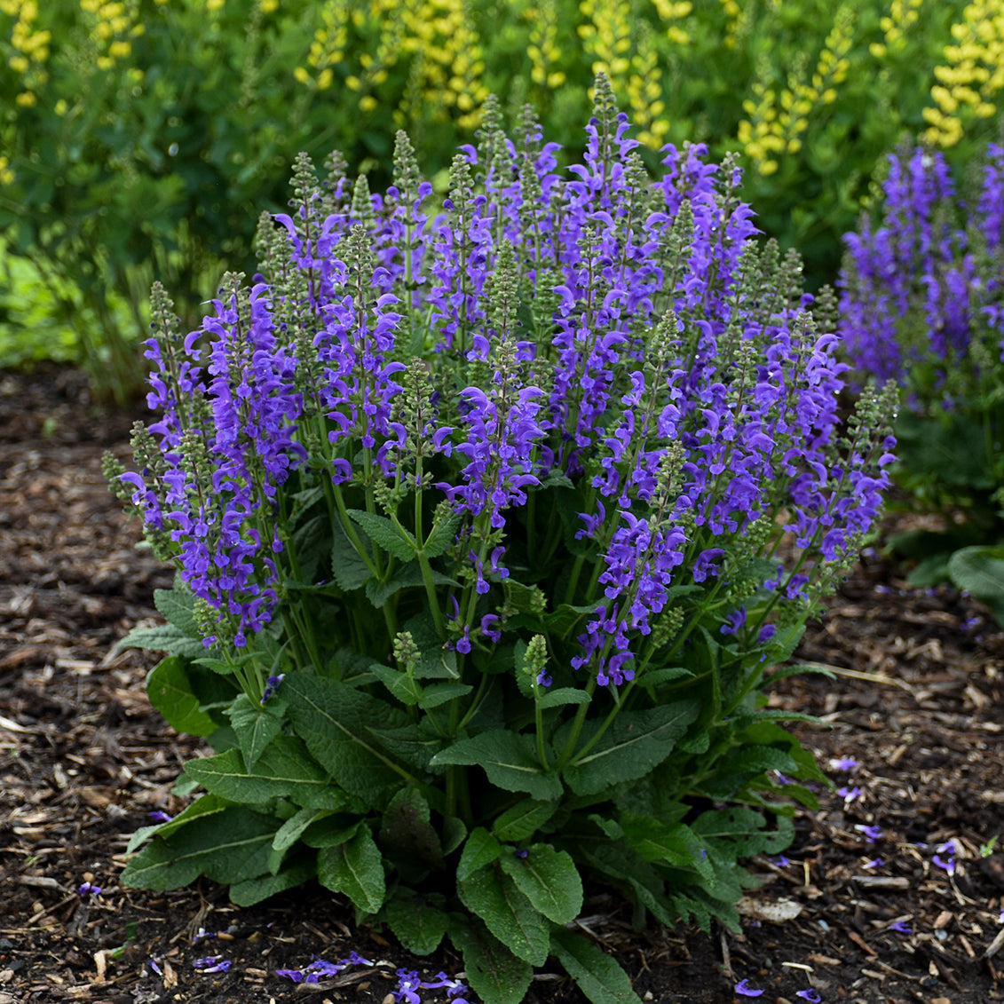 Salvia-Midnight Model 1C
