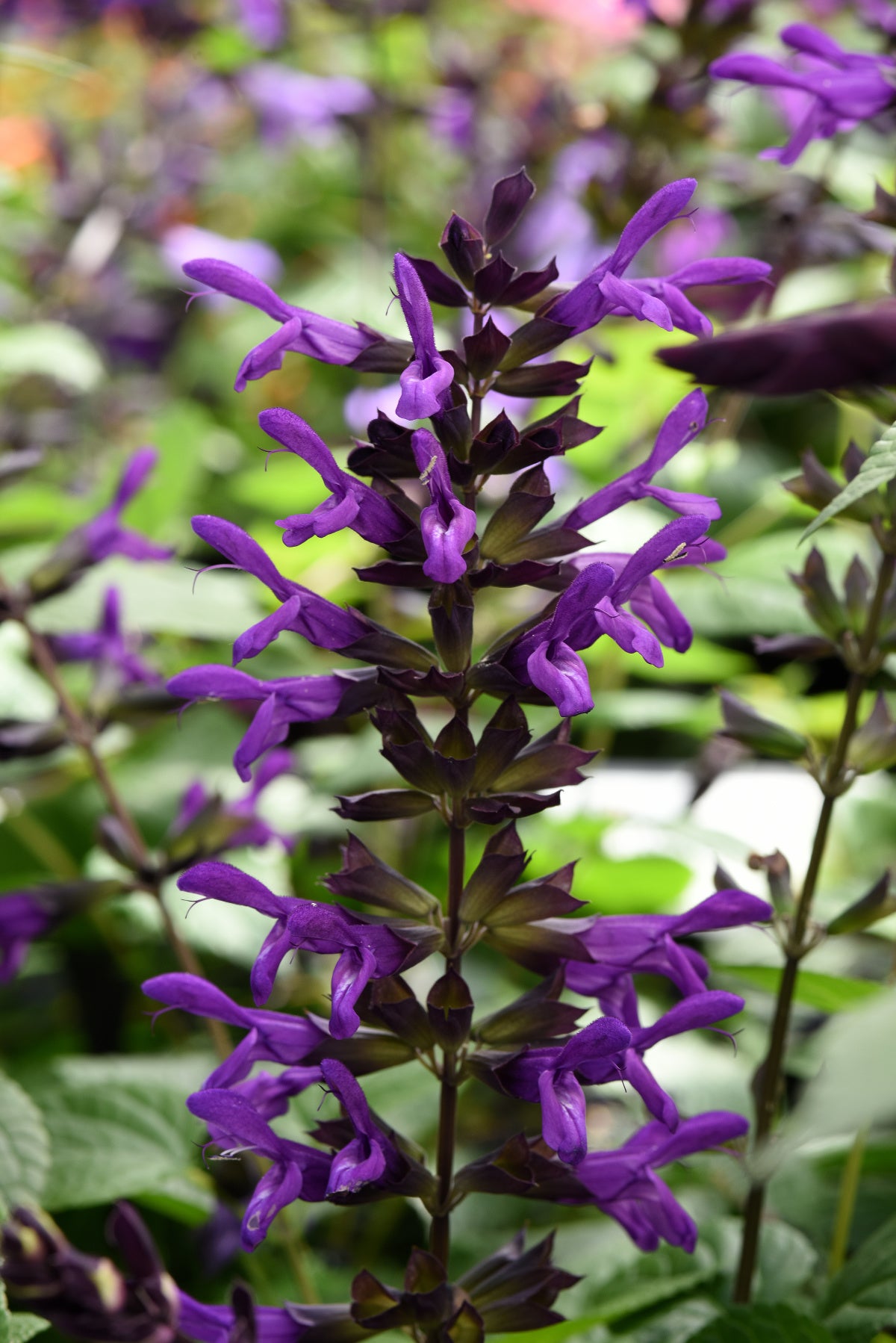 Salvia-Purple & Bloom 4.3"