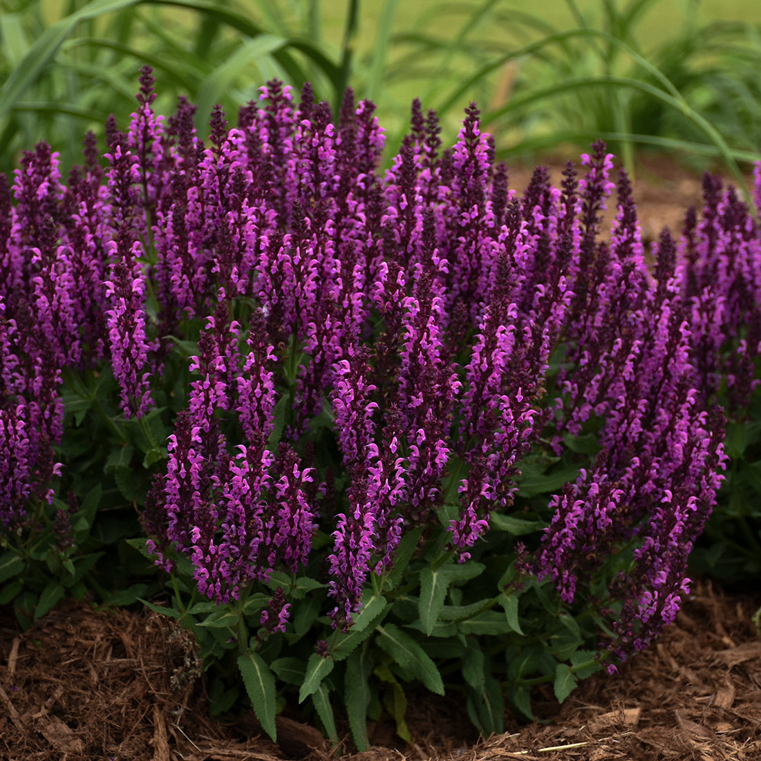 Salvia-Bumbleberry 1C