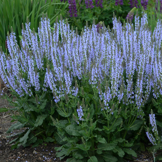 Salvia-Crystal Blue 1C