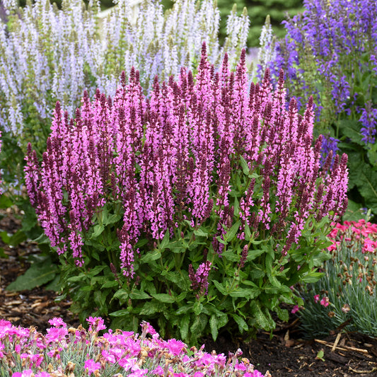 Salvia-Pink Profusion 1C