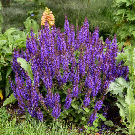 Salvia-Violet Profusion 1C