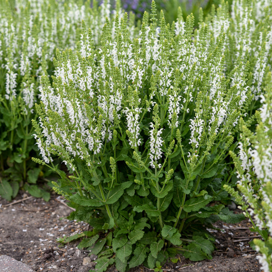 Salvia-White Profusion 1C