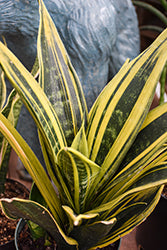 sansevieria gold flame for sale Sansevieria-Golden Flame 6"