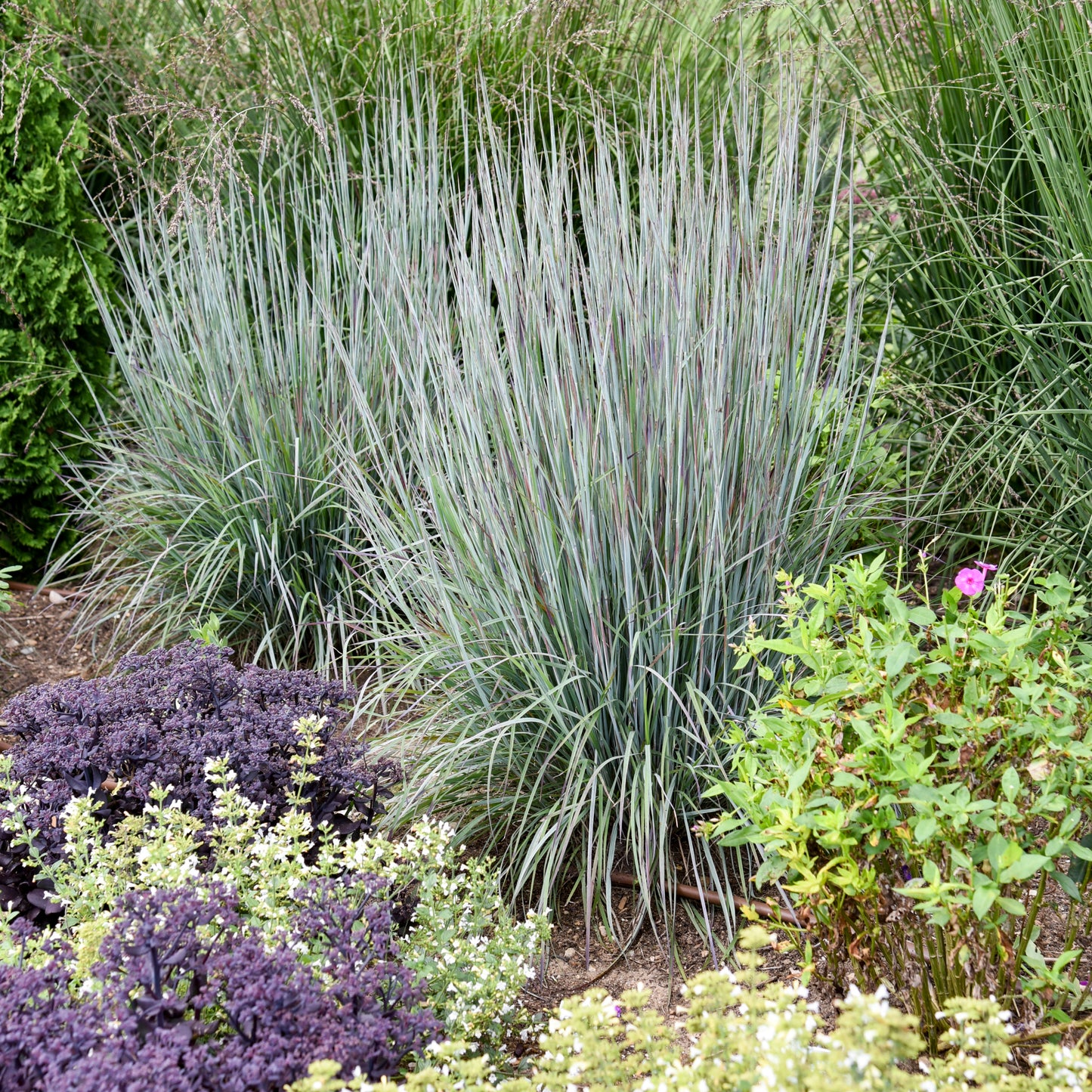 Grass-Brush Strokes 1C