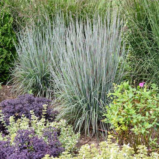 Grass-Brush Strokes 1C