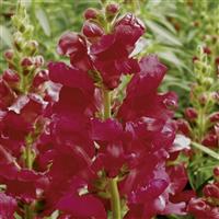 Snapdragon-Liberty Classic Crimson 4.3"