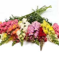 Snapdragon-Rocket Mix 6 Pack