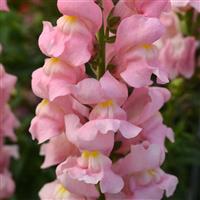 Snapdragon-Rocket Pink 6 Pack