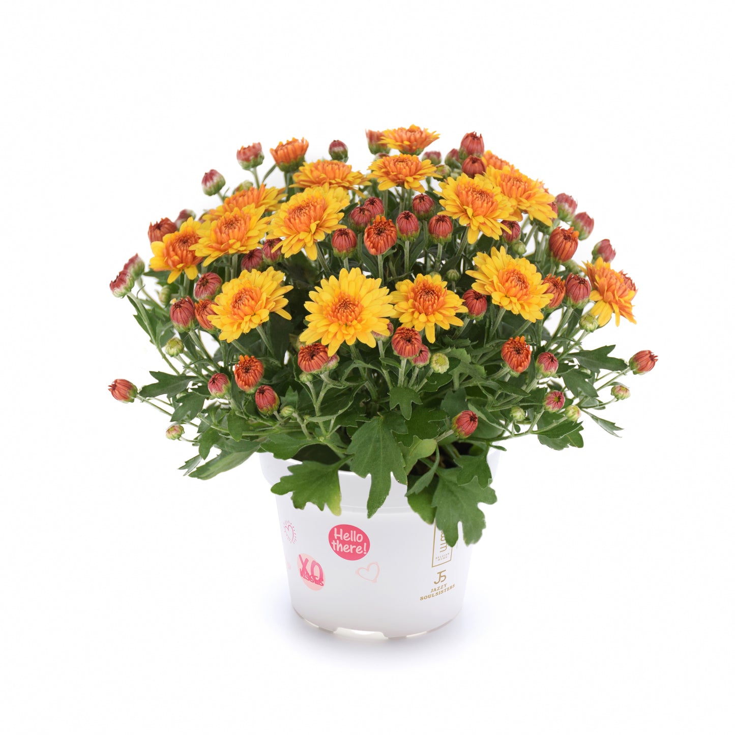 Mum- Soul Sister Orange VL 3C