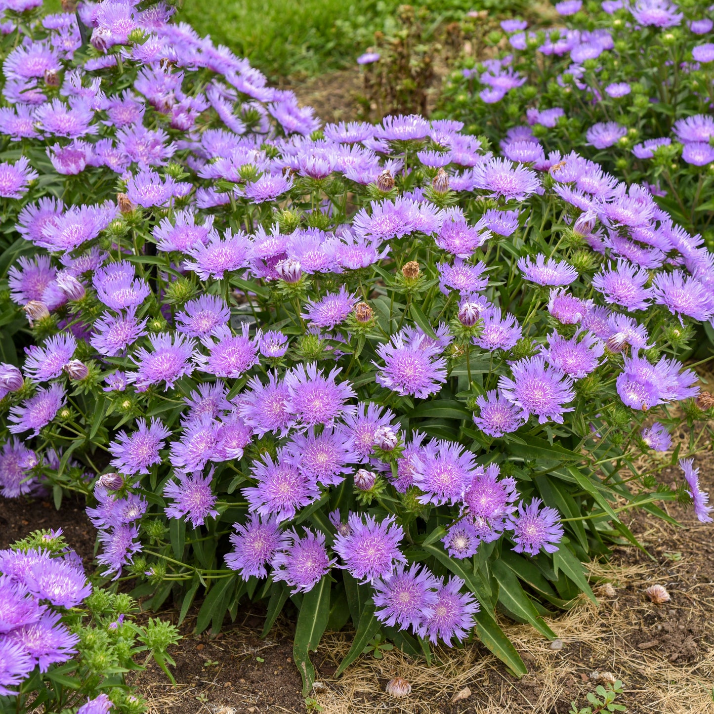Stokesia-Riptide 1C