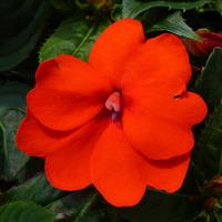 SunPatiens-Comp Electric Orange 6 Pack