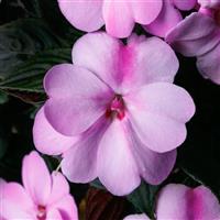 SunPatiens-Comp Lavender Splash 4.3"