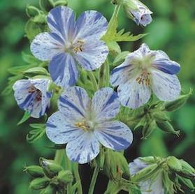 Geranium-Delft Blue 1C