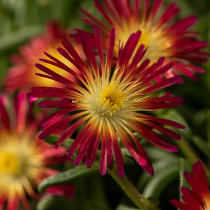 Delosperma-Delmara Fuchsia 1C