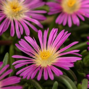 Delosperma-Delmara Pink 1C