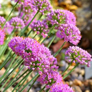 Allium-Glaucum 1C